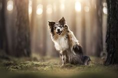 a dog sitting in the middle of a forest