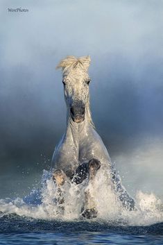 a white horse running through the water with it's front legs in the air