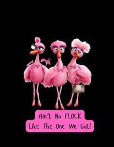 three pink flamingos standing next to each other with the caption, ain't no flock like the one we got