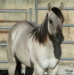 a white and black horse standing in front of a metal fence with its head turned to the side