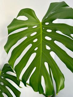 a large green leaf on top of a white table next to a plant with holes in it