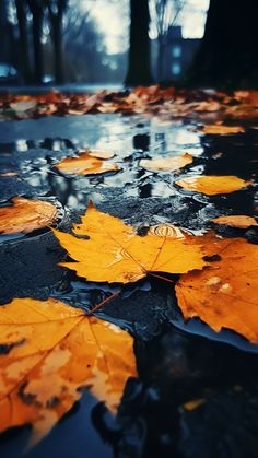 the leaves are on the ground in the rain, and it looks like they have fallen