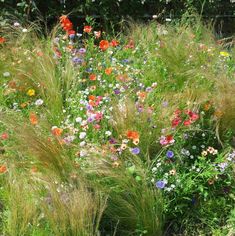 wildflowers and grasses are growing in the garden