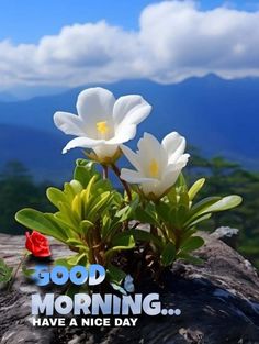 two white flowers sitting on top of a rock with the words good morning have a nice day