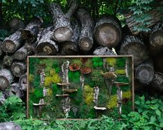 an image of a moss covered forest scene with trees and logs in the foreground