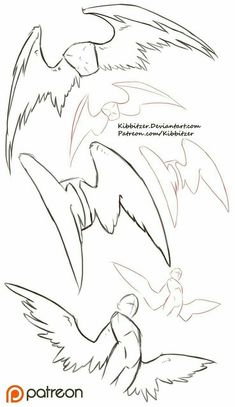 how to draw an eagle bird with different wings and beaks step by step instructions