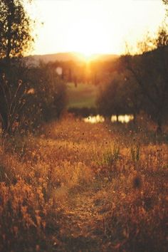 the sun is setting over a field with tall grass and trees in the foreground