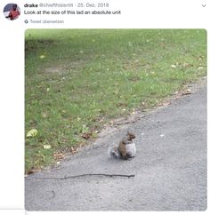 a squirrel sitting on the side of a road next to a grass covered park area