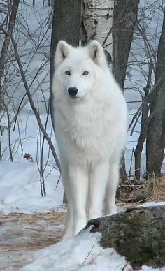 a white wolf standing on top of a snow covered ground in front of some trees