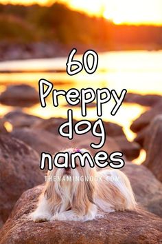 a dog sitting on top of a rock next to the ocean with text overlay that reads, 60 preppy dog names