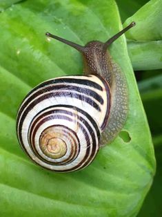 a snail sitting on top of a green leaf covered in white and black stripes with the words gardening fabric written below it