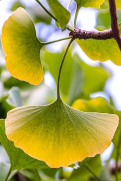 yellow leaves hang from a tree branch with green leaves in the foreground and blue sky in the background