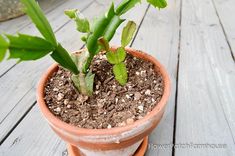 a small potted plant sitting on top of a wooden table