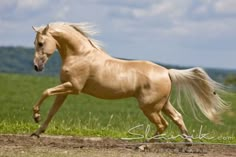 a brown horse running across a lush green field