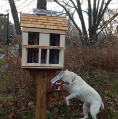 a white dog standing on its hind legs in front of a bird house