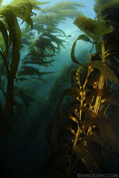 an underwater view of seaweed in the water