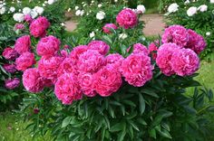 pink flowers are blooming in the garden