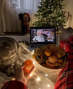 a cat sitting on the floor next to a person holding an orange in front of a laptop