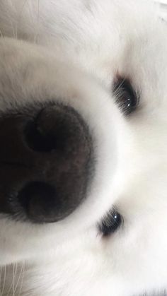 the nose of a white dog with black spots