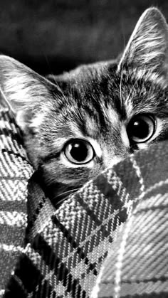 black and white photograph of a cat peeking out from under a blanket