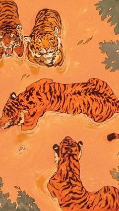 three tigers are swimming in the water and one is laying on the ground with it's head down