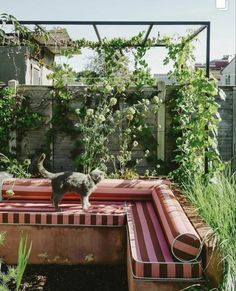 a cat standing on top of an inflatable pool surrounded by plants and flowers