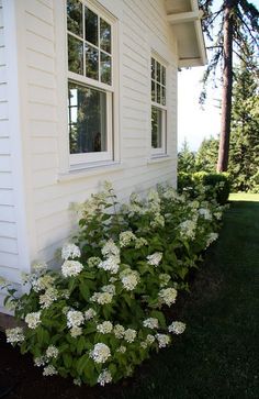 white flowers line the side of a house