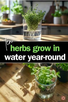 herbs grow in water year - round on a table with text overlay that reads herbs grow in water year - round