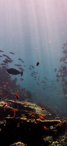 a large group of fish swimming over a coral reef in the ocean with sunlight streaming through the water