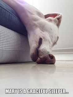 a white dog laying on top of a couch next to a person's leg