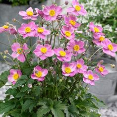 pink and yellow flowers are growing in a potted planter on graveled ground