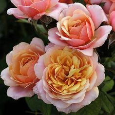 several pink and yellow flowers are in the middle of a bouquet with green leaves on it