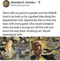 an image of two cats on rocks with caption that reads, went with my partner state and the airbn host cat to us for a guided hike along the appalacan trail