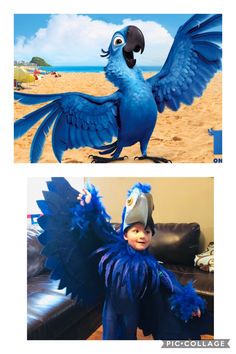 two pictures one with a blue bird and the other with a black bird