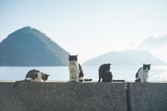 four cats sitting on the edge of a wall looking out at water and mountains in the distance