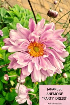 a pink flower with a quote about japanese anemone party dress on it's side