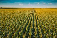 an aerial view of a corn field