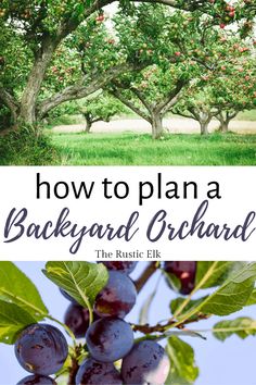 how to plan a backyard orchard in the spring and summer with pictures of fruit trees