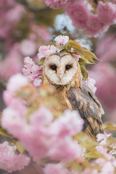 an owl sitting on top of a tree filled with pink flowers