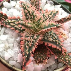 a potted plant sitting on top of some white rocks and sea salt in it