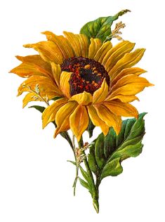 Sunflower Clip Art, Julia Rose, Sunflower Images, Sunflower Clipart, Sunflower Pictures, Antique Images