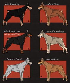 the different types of dogs are shown in this graphic style, and each dog has its own name on it