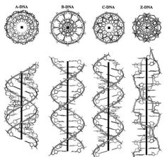 the diagram shows different types of spirals