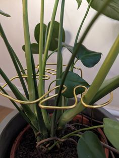 a potted plant with green leaves in it