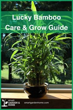 lucky bamboo care and grow guide on a window sill with trees in the background