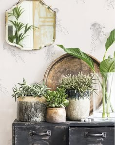 three potted plants on top of an old dresser with mirror above it and another plant in the background