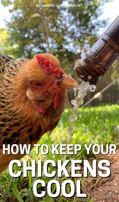 a chicken drinking water from a faucet with the words how to keep your chickens cool