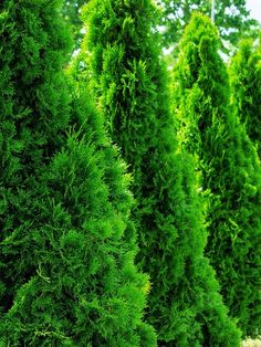 a row of evergreen trees in a park