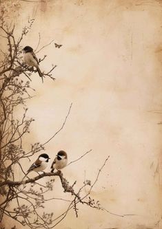 two birds are perched on the branches of a tree in sepia - toned photograph