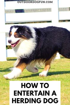 a dog running in the grass with text overlay how to entertain a herding dog